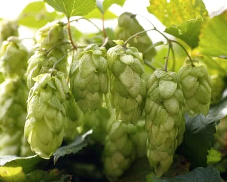 Create A Custom Hops Haven: Growing Hops Proves to Be Easy and Rewarding